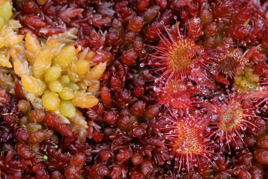 S. magellanicum D. rotundifolia © Norrie Russell